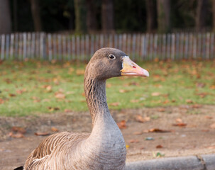 Oie sauvage d'automne
