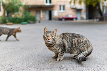 Naklejka na ściany i meble Cute and beautiful street cats with pretty eyes, kitten, hungry and scared, in a playful mood