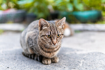 Cute and beautiful street cats with pretty eyes, kitten, hungry and scared, in a playful mood