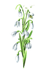 Border of first spring flowers snowdrops. Hand drawn watercolor illustration, isolated on white background