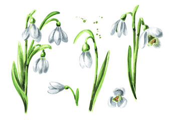 First spring flowers snowdrops set. Hand drawn watercolor illustration, isolated on white background