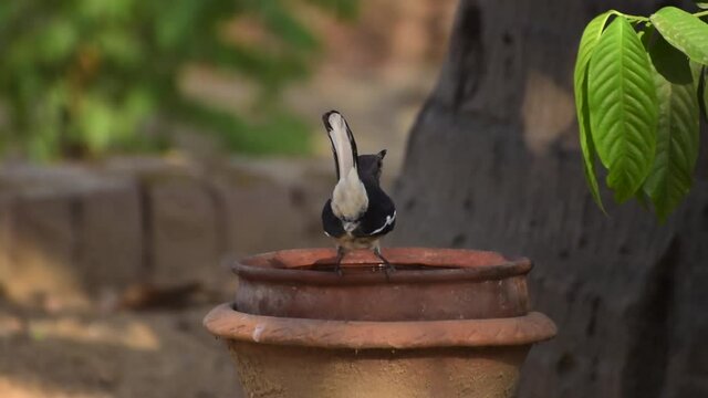 the Oriental Magpie Robin is a small bird, the body color is white and black. This bird is more common in the Indian subcontinent. Time to quench thirst in summer