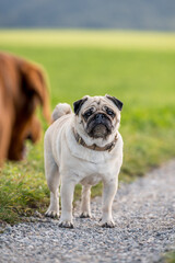 Fototapeta premium portrait of a cute pug looking towards camera