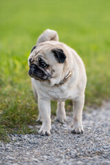 portrait of a cute pug