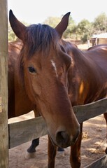 Portrait of a brown horse

















