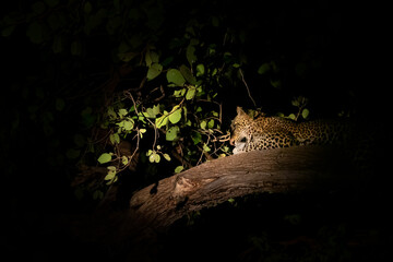 Wild leopard sprawled over the tree branch at night