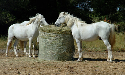 Two white horses eating hay
