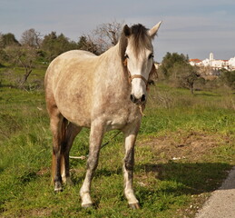 Obraz premium Little horse on a green meadow