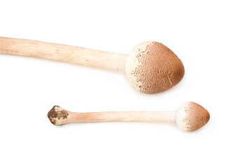 Psilocybe cubensis mushroom isolated on white background.