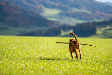 beautiful young brown labrador retriever running and playing with stick in his mouth
