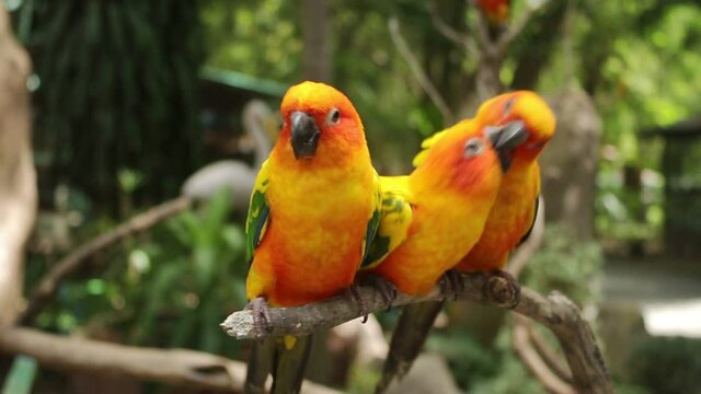 Three beautiful parrots or scientific name Aratinga solstitialis perched on a branch. Wild poultry concept in nature