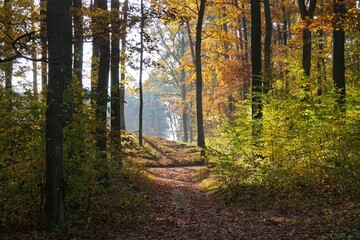 Fototapeta premium autumn, forest, nature, fall, tree, landscape, trees, wood, leaves, season, yellow, leaf, foliage, woods, green, orange, red, color, colorful, colors, light, outdoors