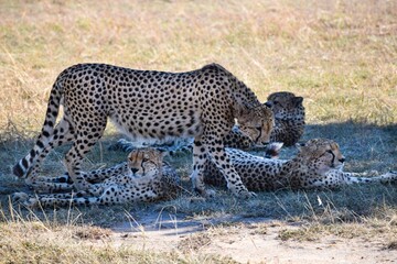 group of cheetahs in the savannah