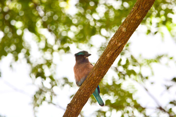 Indochinese roller on tree in forest.