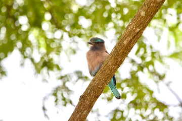 Indochinese roller on tree in forest.