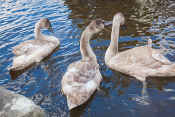 family of swans