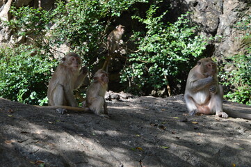 Exploring the beautiful beaches, jungle and islands of Thailand