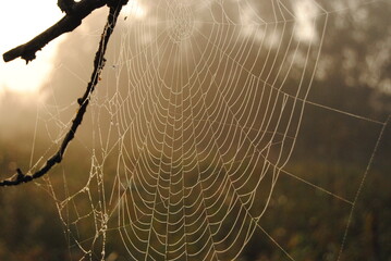 Spinnennetz mit Morgentau