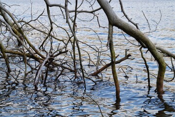 dry tree with branches submerged in water lying on the shore of the lake