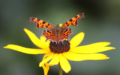 Comma butterfly (Polygonia c-album) sitting on a yellow, brown-harted flower with dark green background.