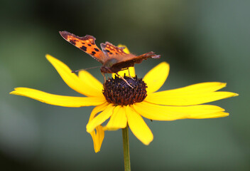 Comma butterfly (Polygonia c-album) sitting on a yellow, brown-harted flower with dark green...