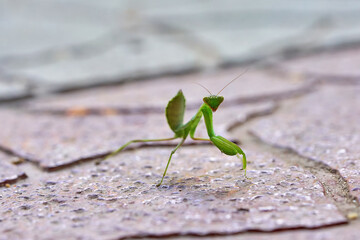 Insect praying mantis on the background of stone tiles