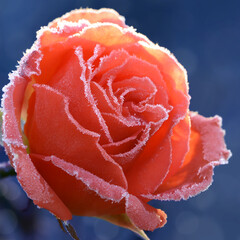 Blumen 1250