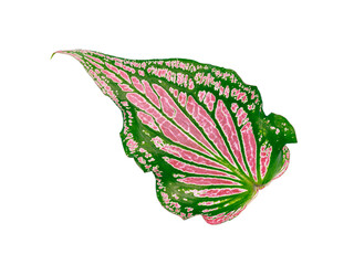 isolated caladium leaf pink green and red color with clipping path on white background / closeup...