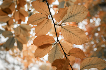 Colorful leaves on a tree in autumn, park flair and blurry background