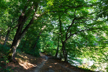 Obraz premium Colorful autumn Nature with old big Trees about River Sazava in Central Bohemia, Czech Republic