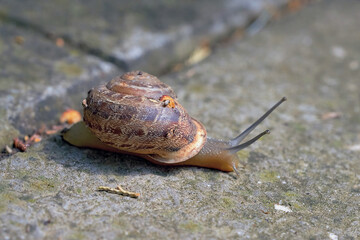 Large snail with a house crawling on a stone floor