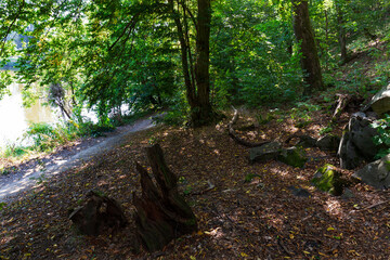 Colorful autumn Nature with old big Trees about River Sazava in Central Bohemia, Czech Republic