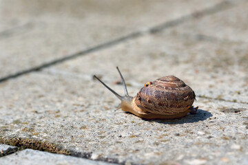 Large snail with a shell crawling on the stone floor
