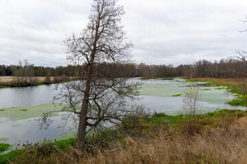 river landscape in the autumn forest in cloudy day