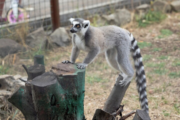Lemur primate with a long striped tail