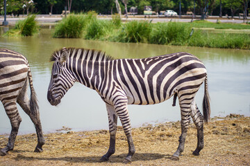 Fototapeta na wymiar Plain Zebra walking near pond