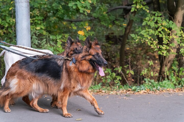 Adult shepherd dogs on a walk in the Park on an autumn day.