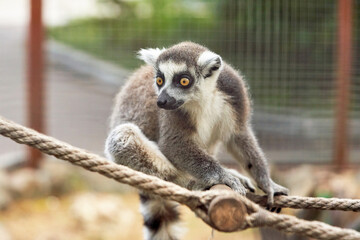 A primate lemur with a long striped tail looks at the camera