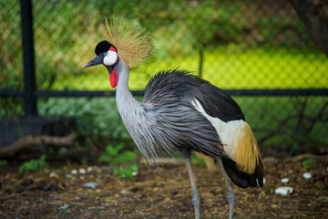 Close up image of Grey crowned crane