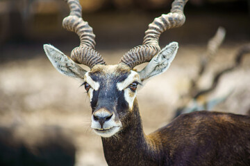 Close up image of Blackbuck (Antilope cervicapra) head