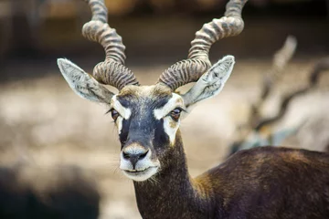 Fototapeten Antilope Close up image of Blackbuck (Antilope cervicapra) head  © Chonlasub