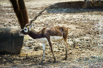 Blackbuck (Antilope cervicapra) walking to find something