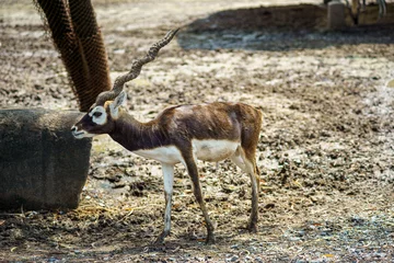 Wall murals Antelope Blackbuck (Antilope cervicapra) walking to find something