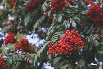 red rowanberries on a tree