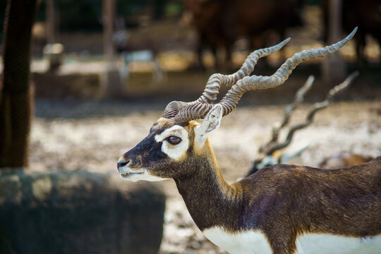 Close up image of Blackbuck (Antilope cervicapra) head