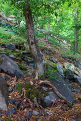 Colorful autumn Nature with old big Trees about River Sazava in Central Bohemia, Czech Republic