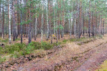 Ground road in pine tree forest in cloudy autumn day