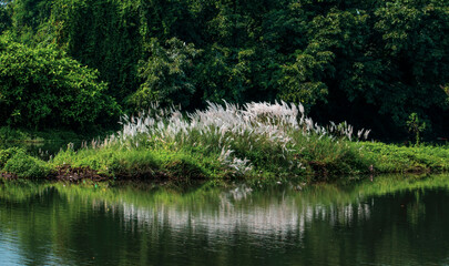 REFLECTION OF MINI ISLAND AND WHITE FLOWERS ON STILL WATER RIVER WITH GREENERY ALL AROUND