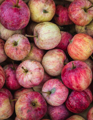Freshly harvested apples on the table. Selective focus. Shallow depth of field. 
