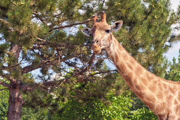 Fragment of giraffe, head and long neck against the background of pine branches